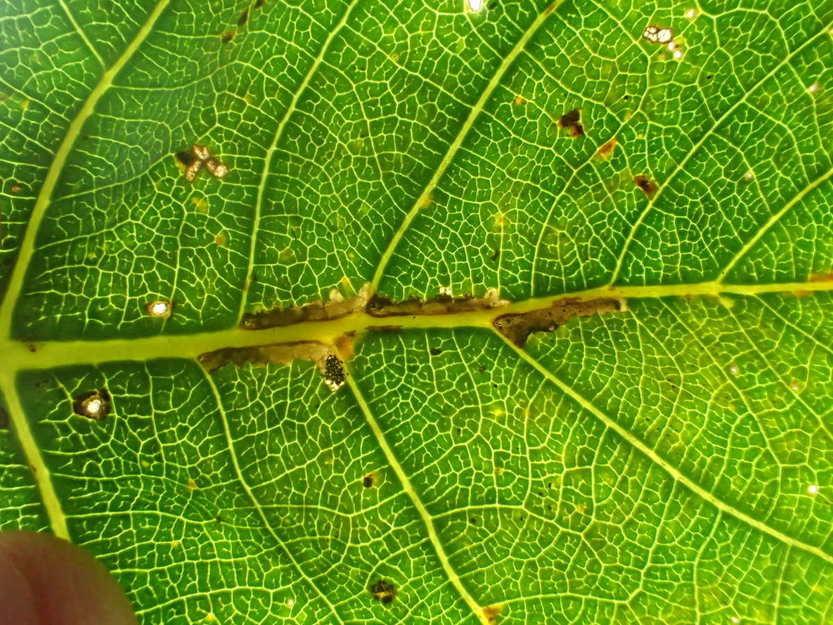 Poplar Shoot (Gypsonoma oppressana) photographed in Kent by Dave Shenton 