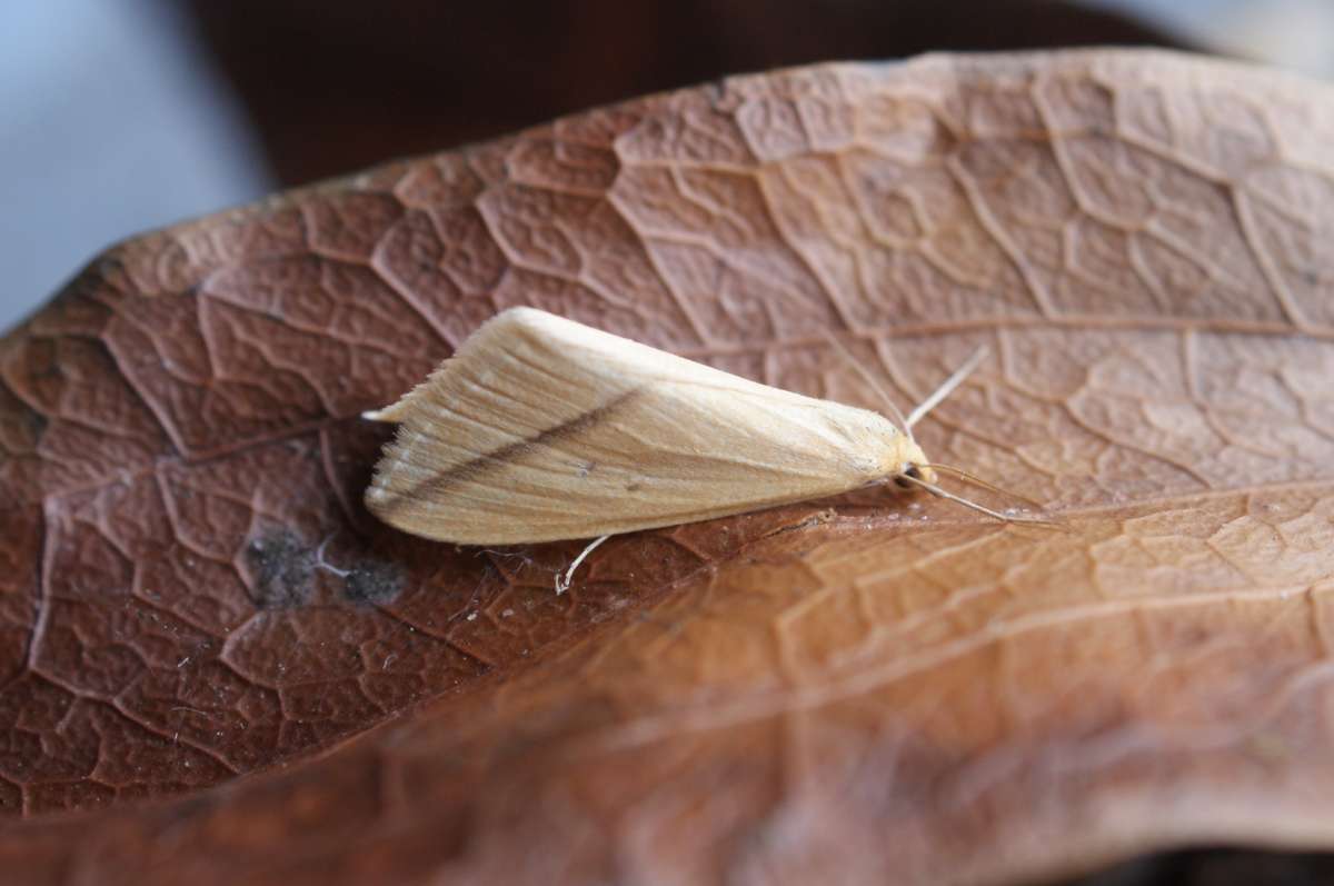 The Vestal (Rhodometra sacraria) photographed at Aylesham  by Dave Shenton 