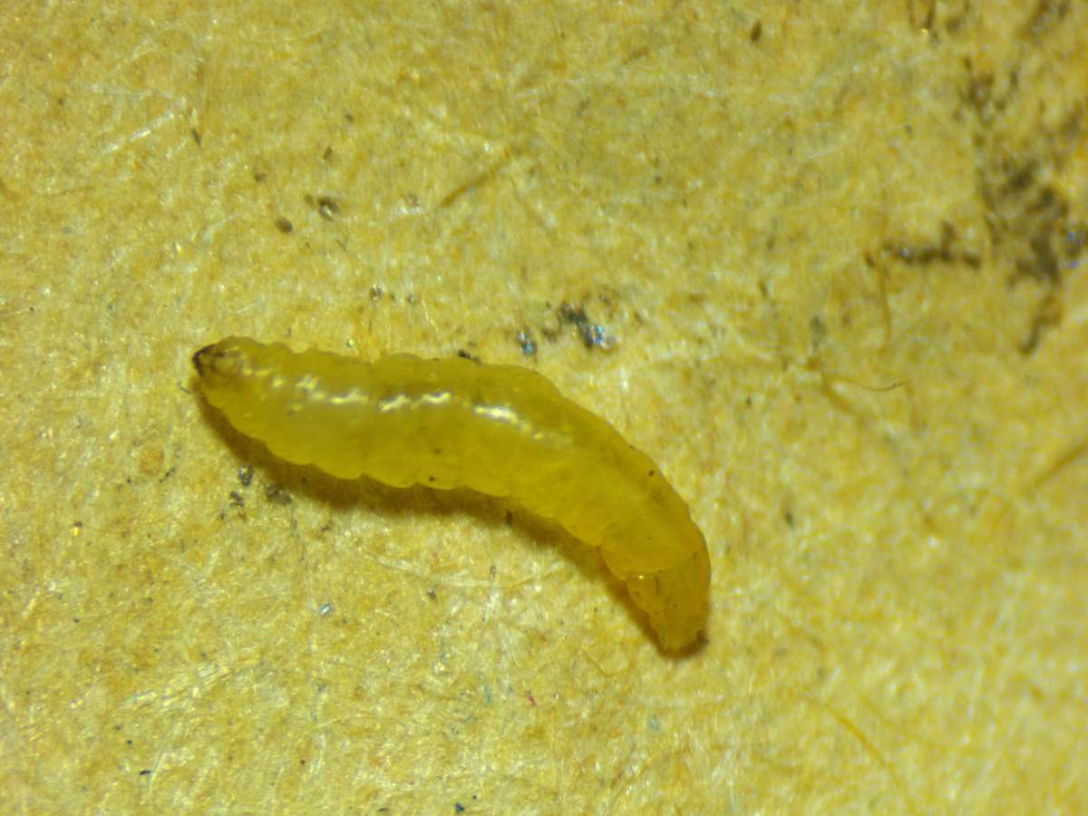 Wood Lotus Pigmy (Trifurcula cryptella) photographed at White Hill by Phil Ambler