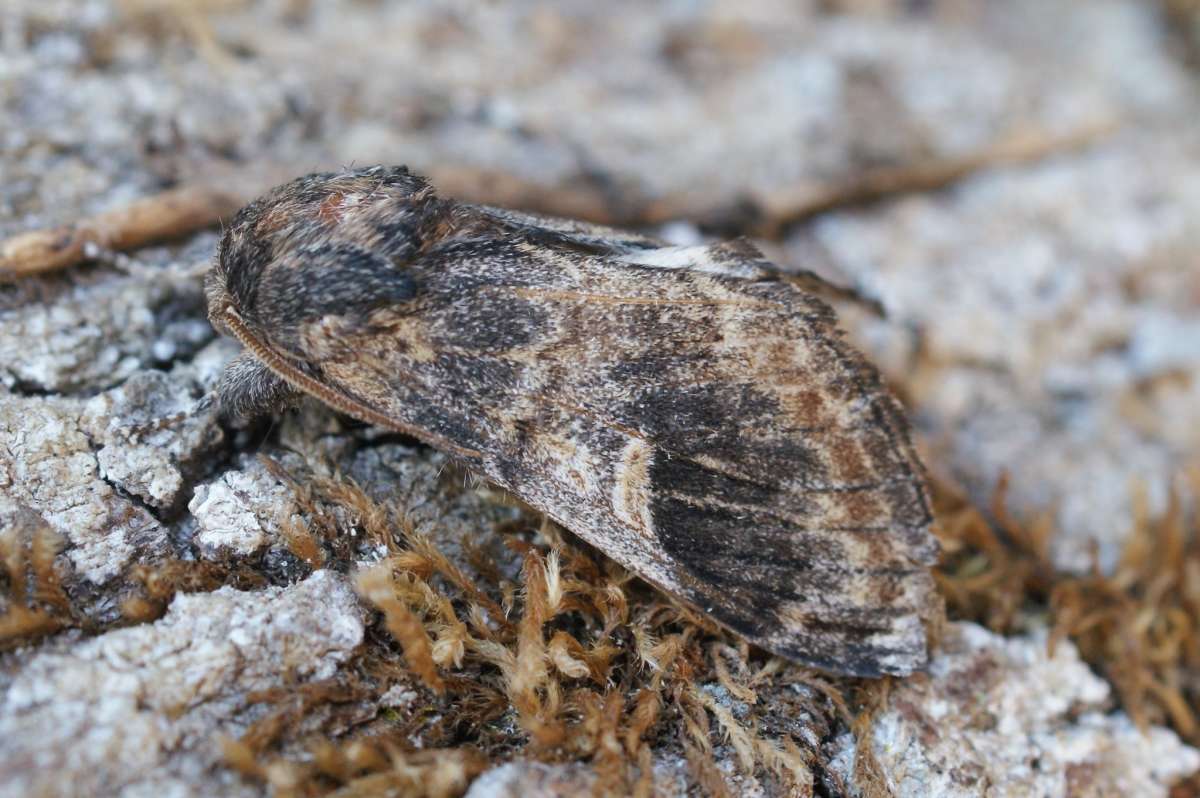 Three-humped Prominent (Notodonta tritophus) photographed in Kent by Dave Shenton 