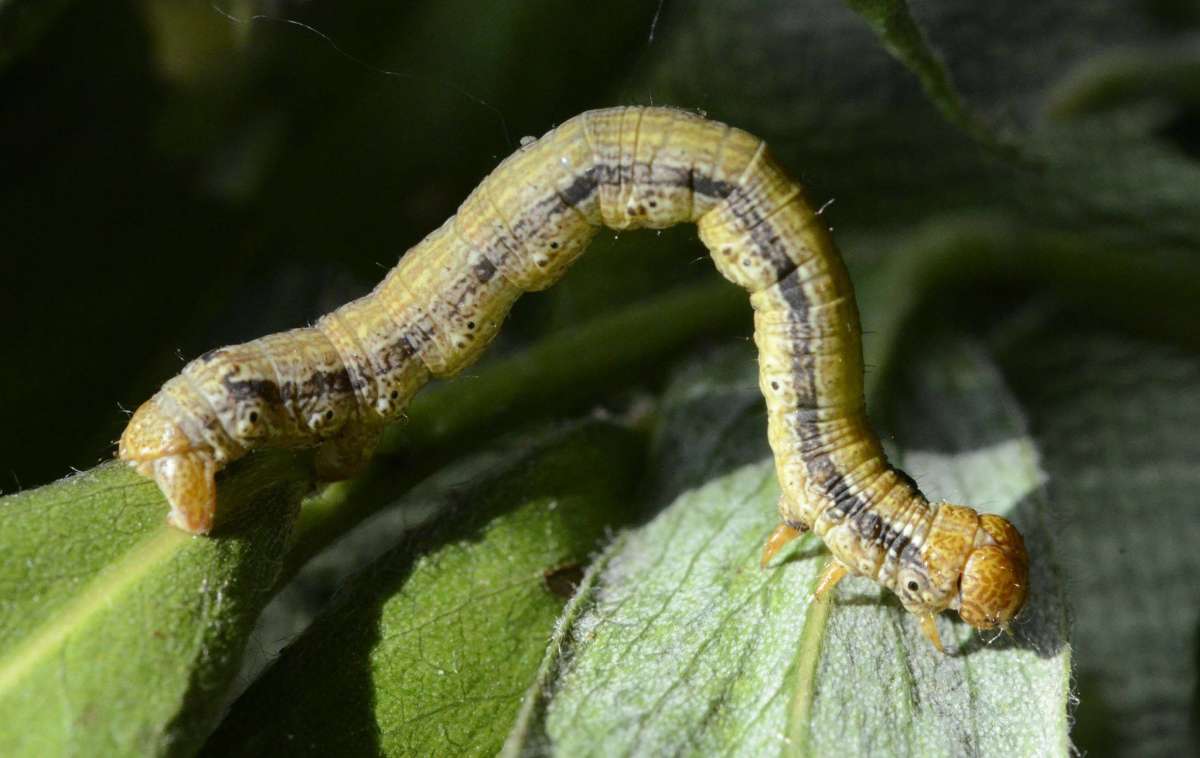 Scarce Umber (Agriopis aurantiaria) photographed in Kent by Alan Stubbs