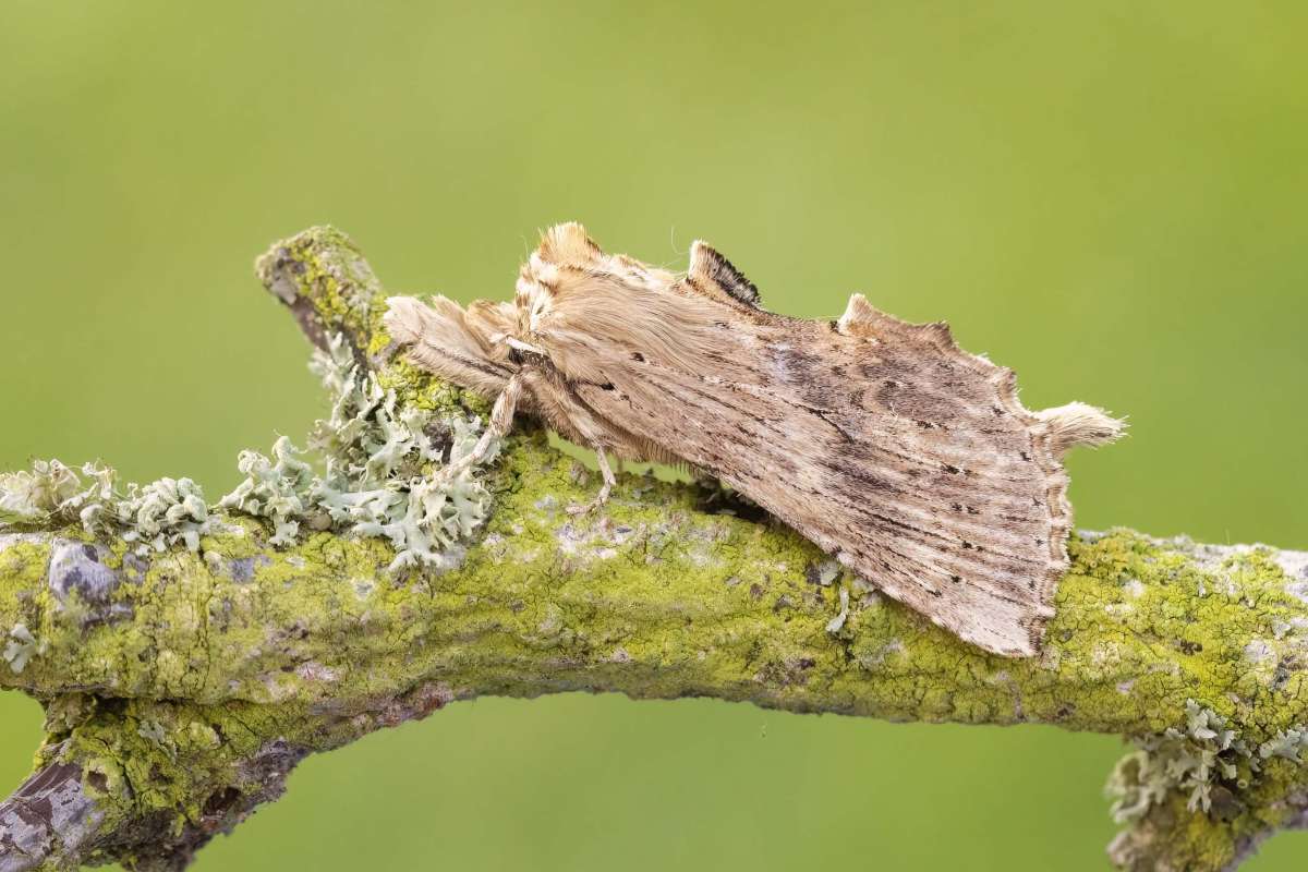 Pale Prominent (Pterostoma palpina) photographed in Kent by Alex Perry