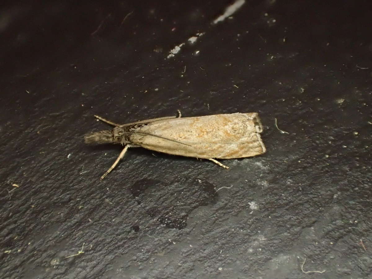 Little Grass-veneer (Platytes cerussella) photographed at Sandwich Bay by Dave Shenton 