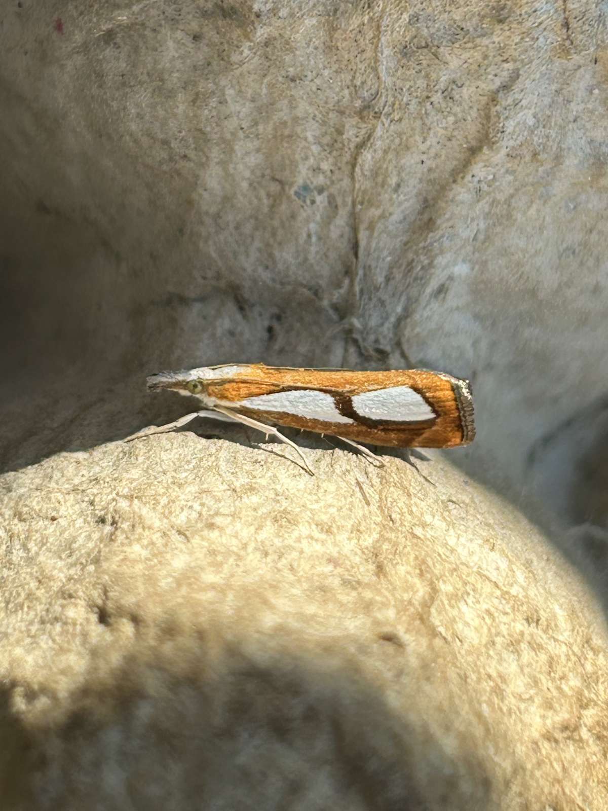 Pearl Grass-veneer (Catoptria pinella) photographed at Woodsell  by Dave Shenton