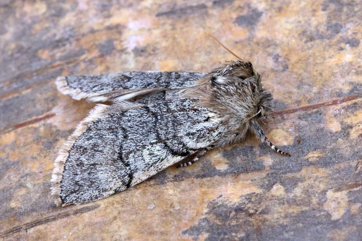 Yellow Horned (Achlya flavicornis) photographed at Boughton-under-Blean by Peter Maton