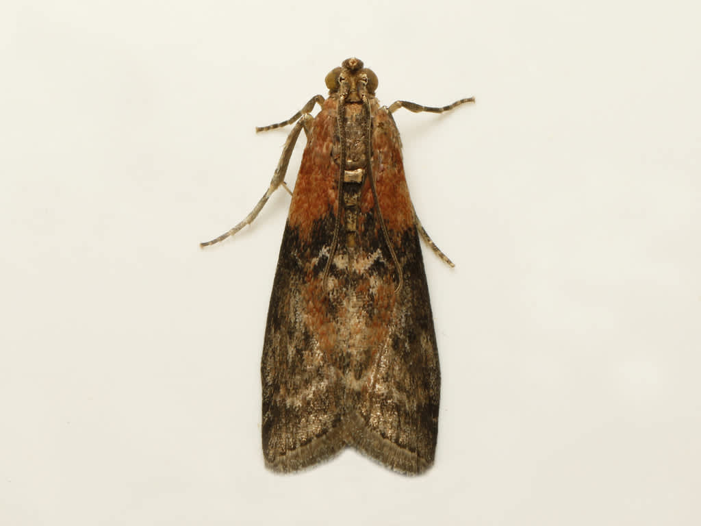 Willow Knot-horn (Sciota adelphella) photographed in Kent by David Beadle 