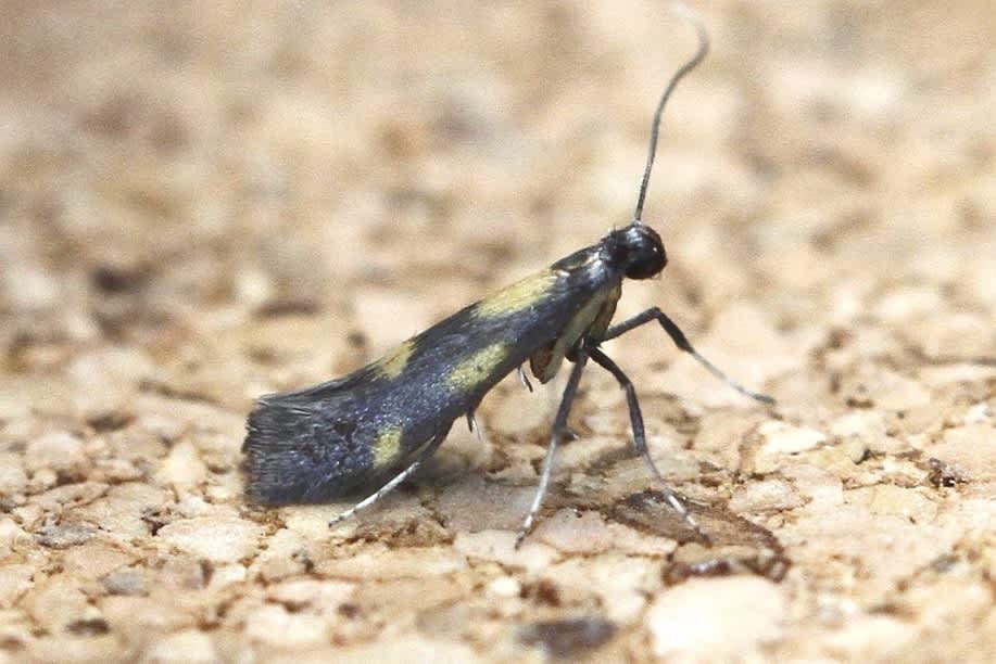 Gold-dot Slender (Euspilapteryx auroguttella) photographed in Kent by Josh Jones 