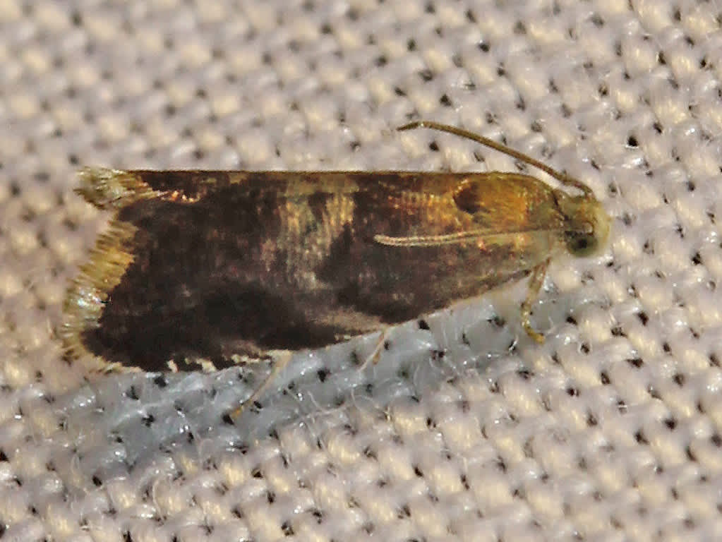 Little Oak Piercer (Strophedra nitidana) photographed in Kent by David Beadle 