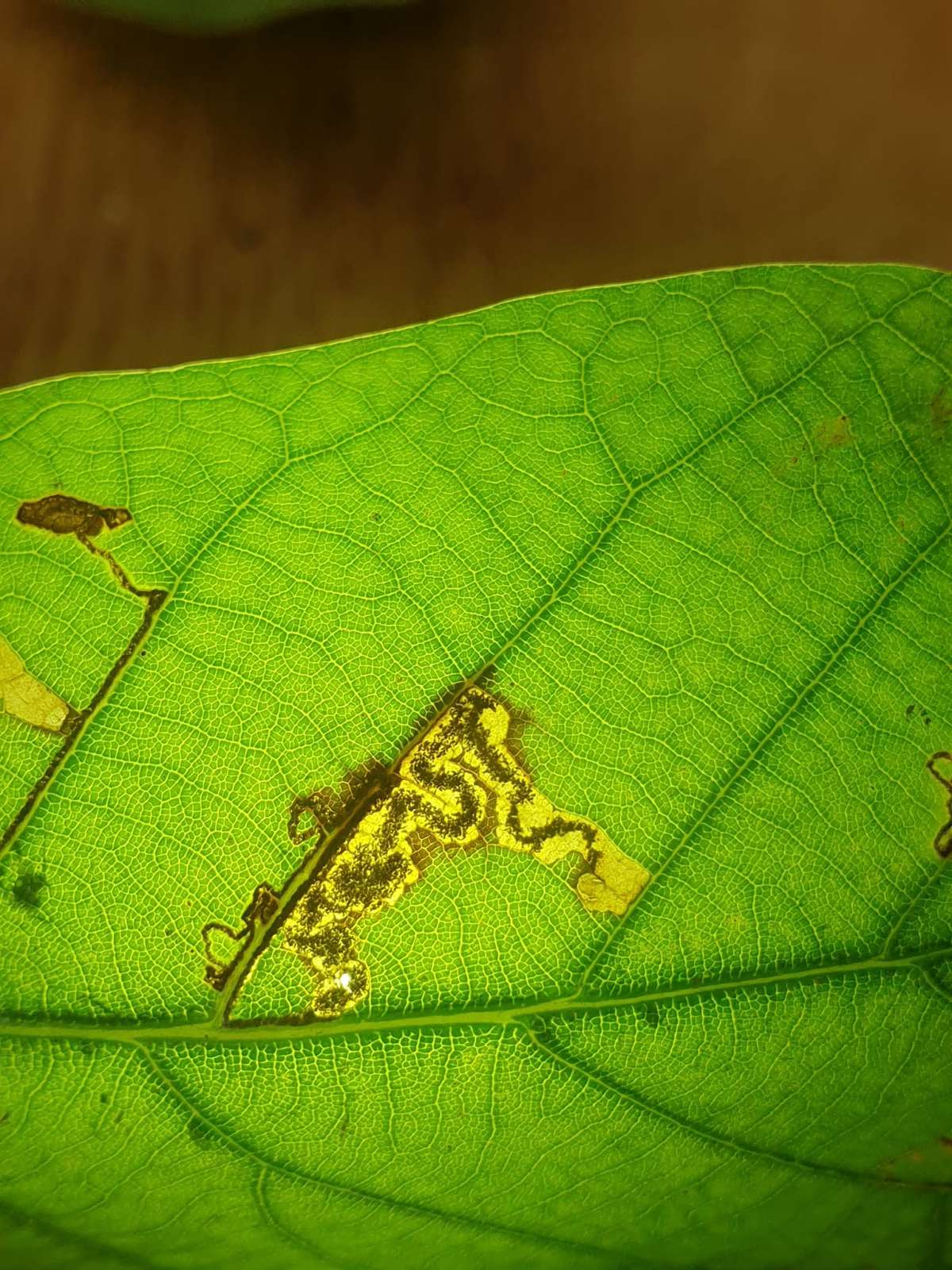 New Holm-Oak Pigmy (Ectoedemia heringella) photographed at Kemsing by Phil Ambler