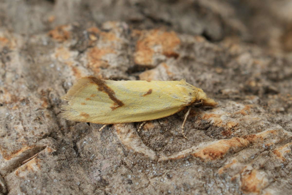 Common Yellow Conch (Agapeta hamana) photographed at Aylesham  by Dave Shenton 