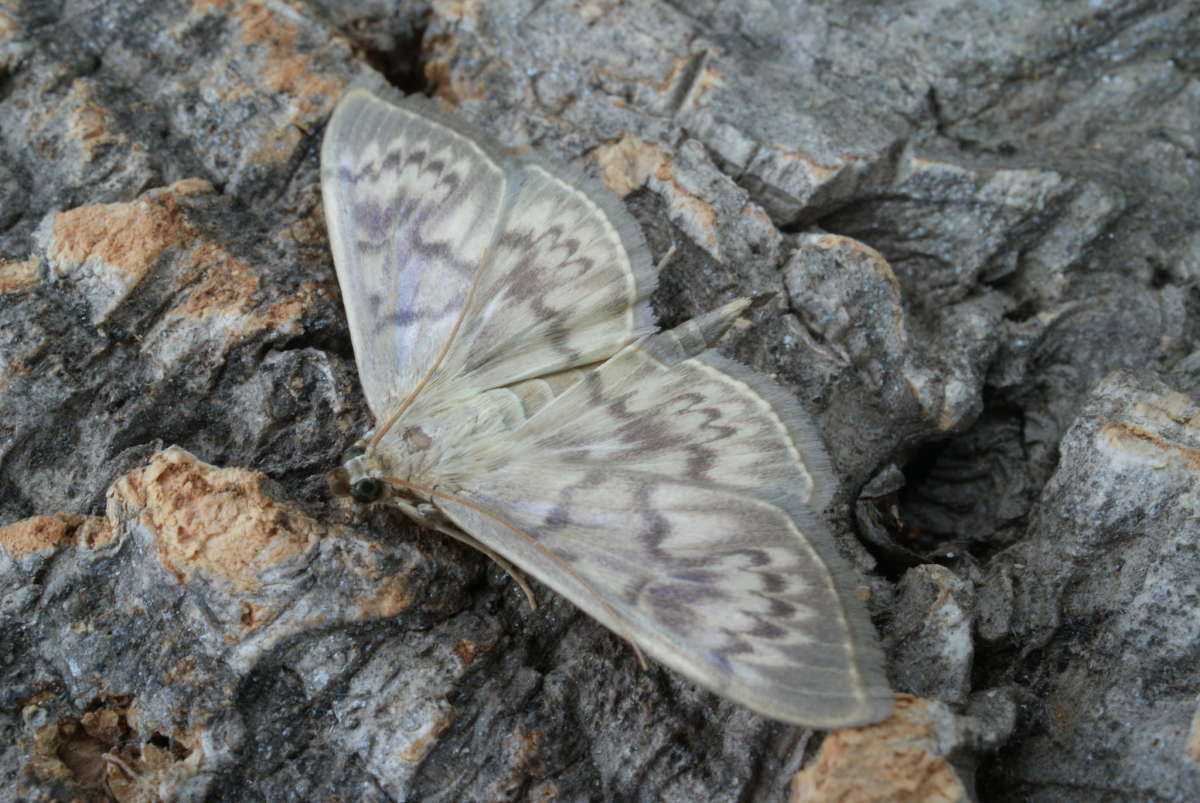 Mother of Pearl (Patania ruralis) photographed at Aylesham  by Dave Shenton 