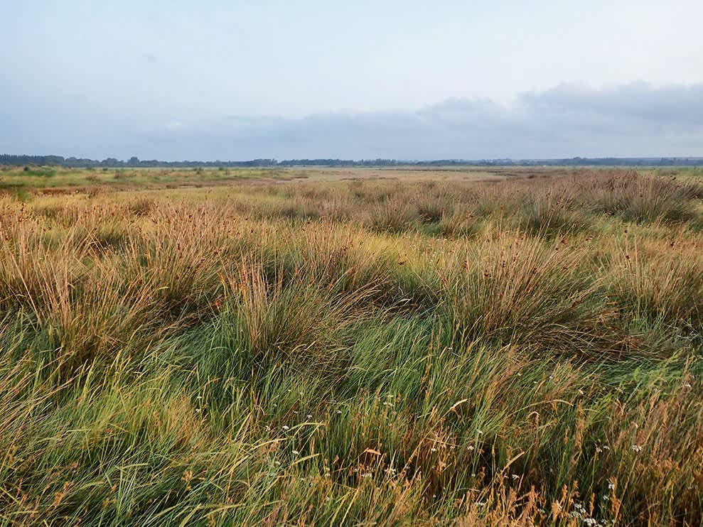 Crescent Striped (Apamea oblonga) photographed at Sandwich Bay by Darren Taylor 