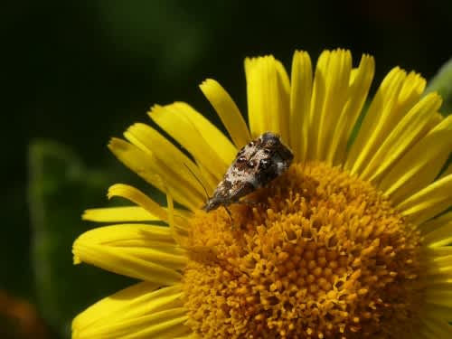 Vagrant Metal-mark (Tebenna micalis) photographed at Folkestone  by Michael Baldock