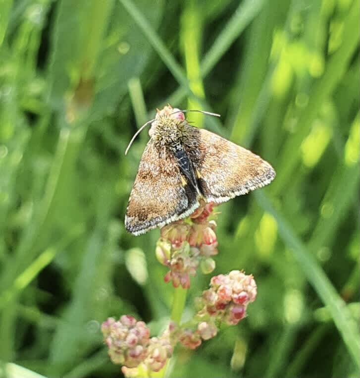 Small Yellow Underwing (Panemeria tenebrata) photographed at SBBO by Steffan Walton 