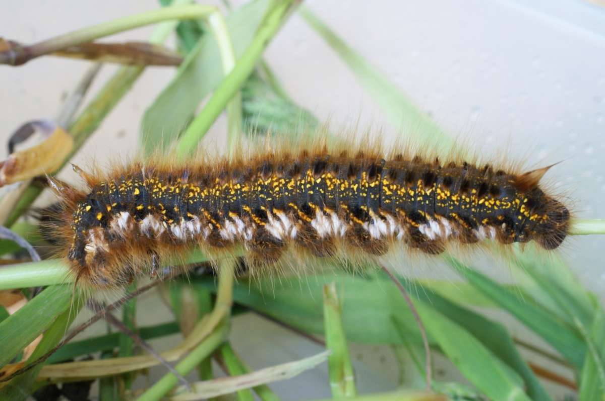 The Drinker (Euthrix potatoria) photographed at Stodmarsh NNR by Dave Shenton 