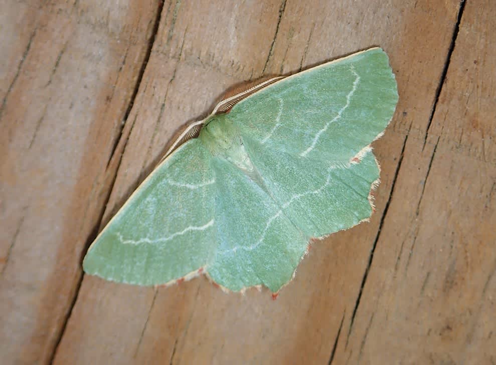 Sussex Emerald (Thalera fimbrialis) photographed at Dungeness  by Darren Taylor 