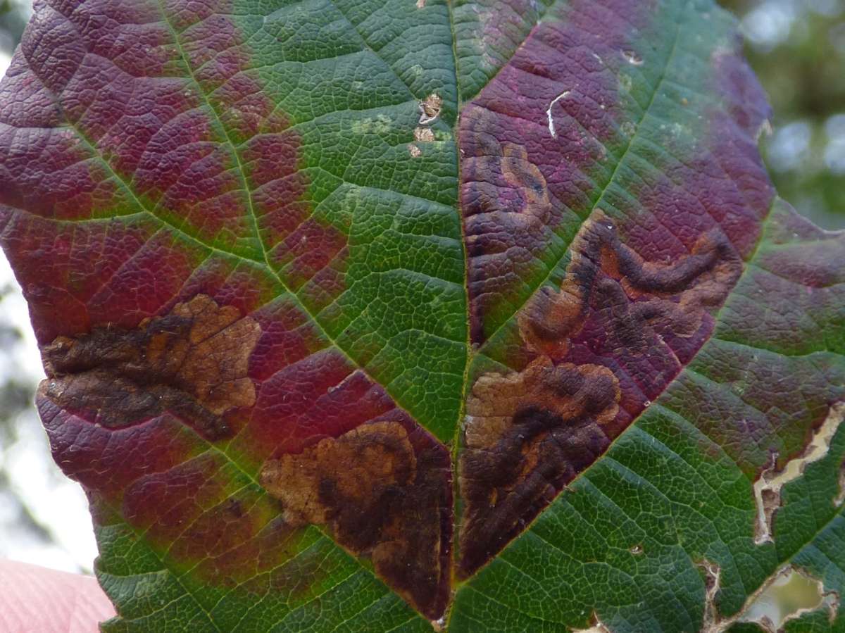 Coast Bramble Pigmy (Ectoedemia erythrogenella) photographed in Kent by Tony King