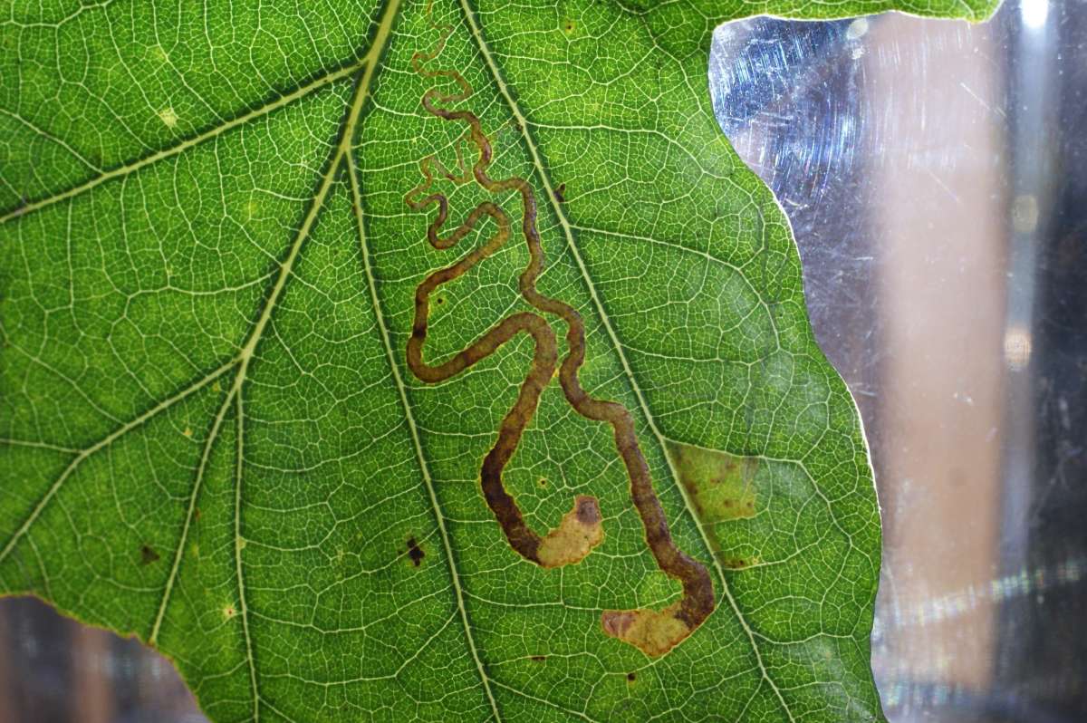 Base-spotted Pigmy (Stigmella basiguttella) photographed at Aylesham  by Dave Shenton 