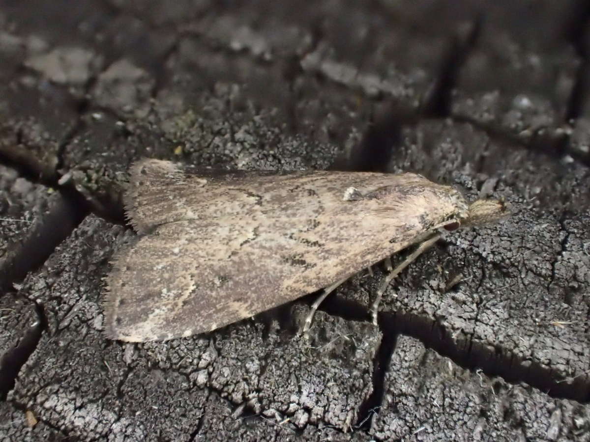 Pinion-streaked Snout (Schrankia costaestrigalis) photographed at Stodmarsh NNR by Dave Shenton 