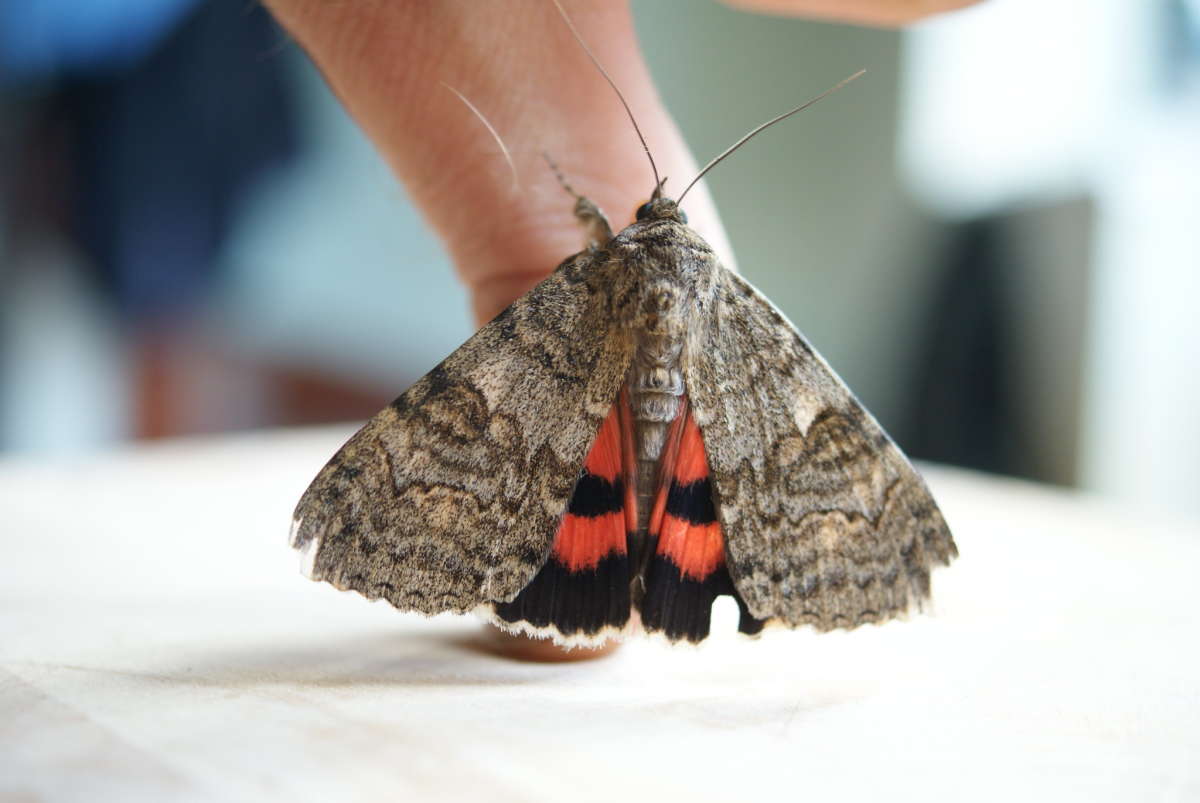 Red Underwing (Catocala nupta) photographed in Kent by Dave Shenton 