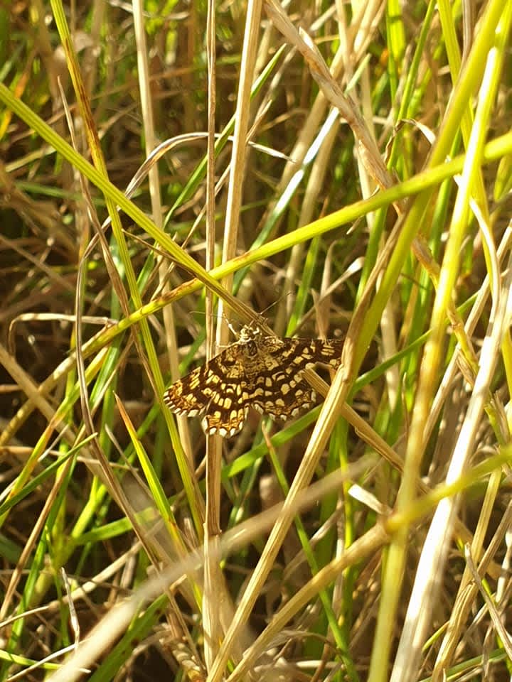 Latticed Heath (Chiasmia clathrata) photographed in Kent by Phil Ambler