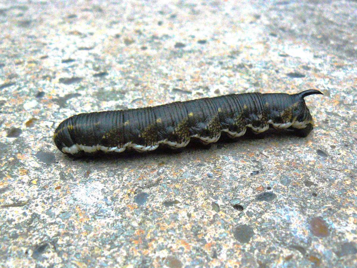 Convolvulus Hawk-moth (Agrius convolvuli) photographed in Kent by Fred Butcher