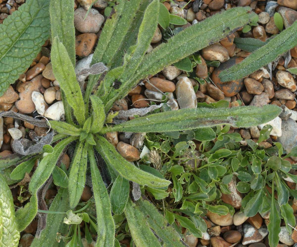 Echium Leaf-miner (Dialectica scalariella) photographed in Kent by Will Langdon 