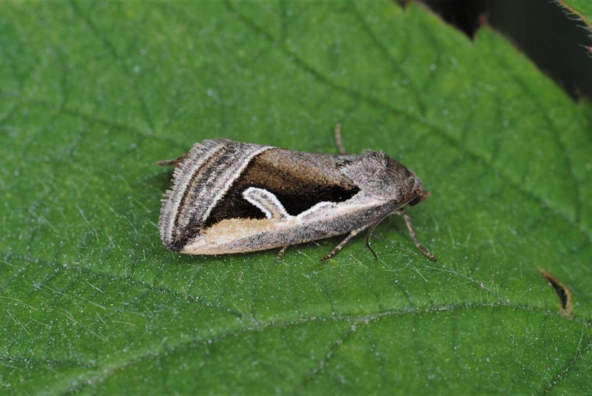 Silver Hook (Deltote uncula) photographed in Kent by Antony Wren