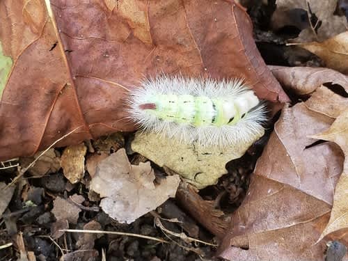 Pale Tussock (Calliteara pudibunda) photographed in Kent by Phil Ambler