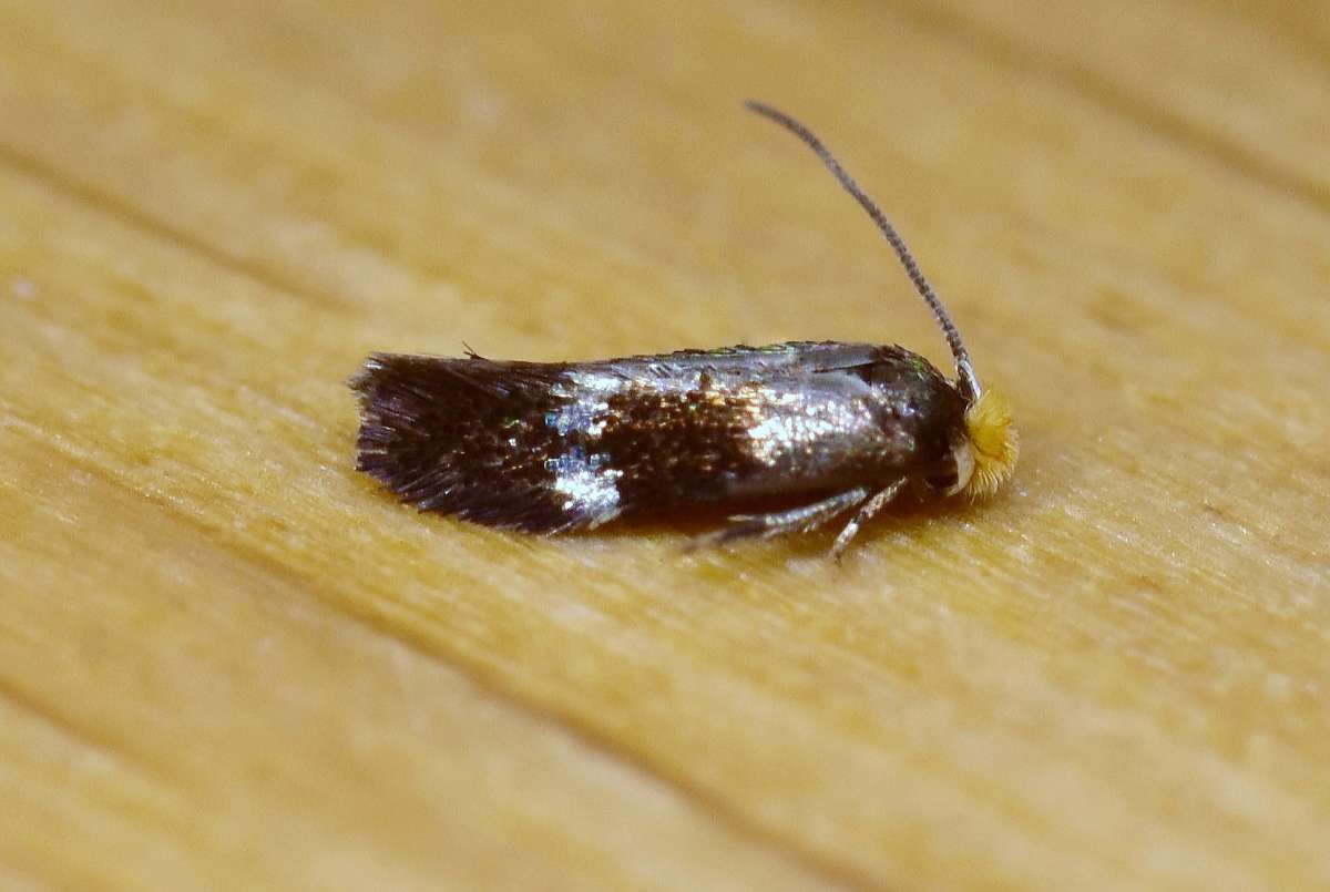 Gold-fringed Pigmy (Bohemannia auriciliella) photographed in Kent by Antony Wren 