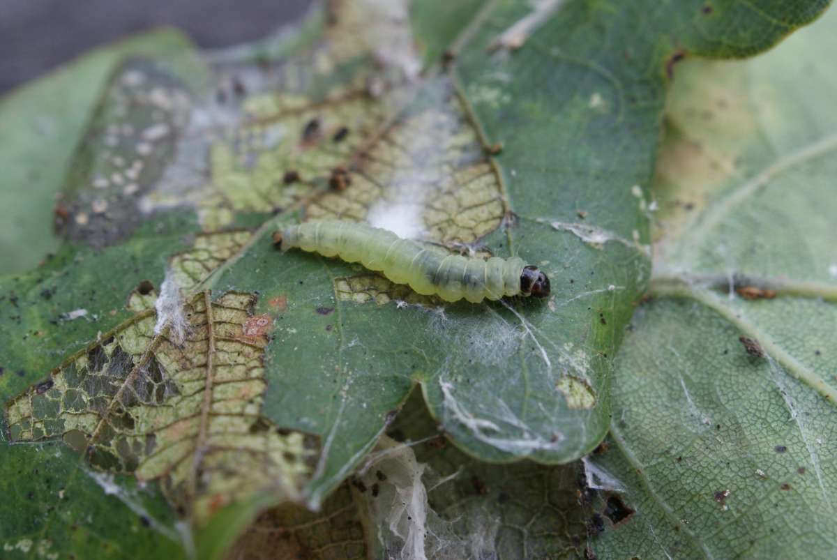 Rusty Oak Button (Acleris ferrugana) photographed in Kent by Dave Shenton 