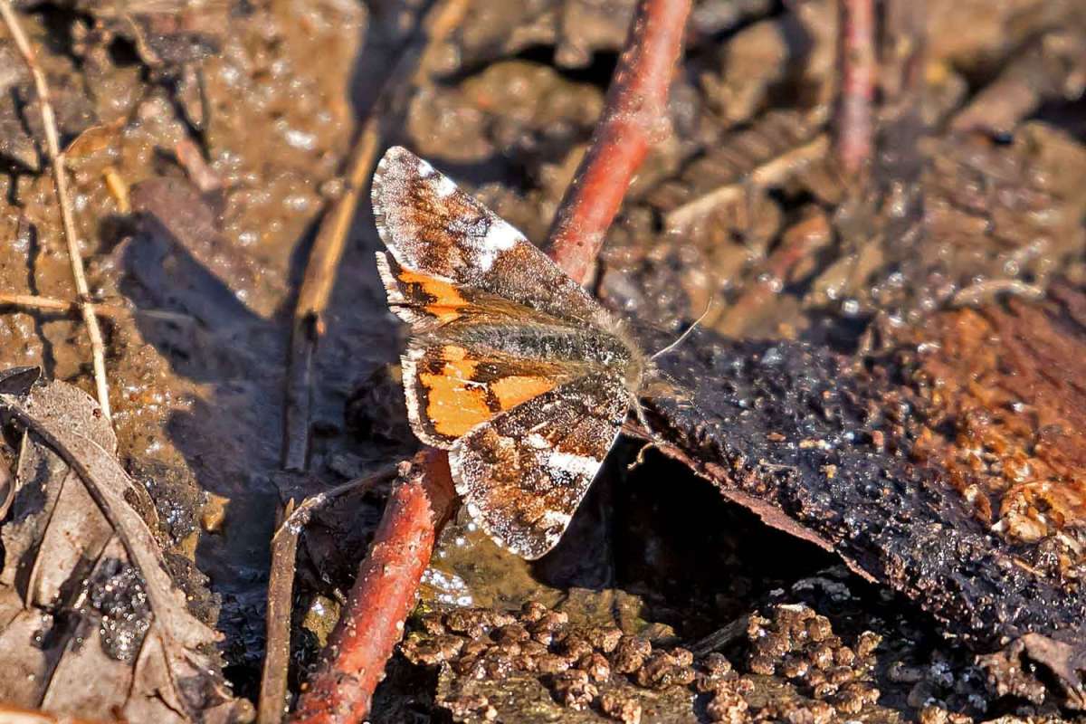 Orange Underwing (Archiearis parthenias) photographed at North Bishopden Wood by Peter Maton