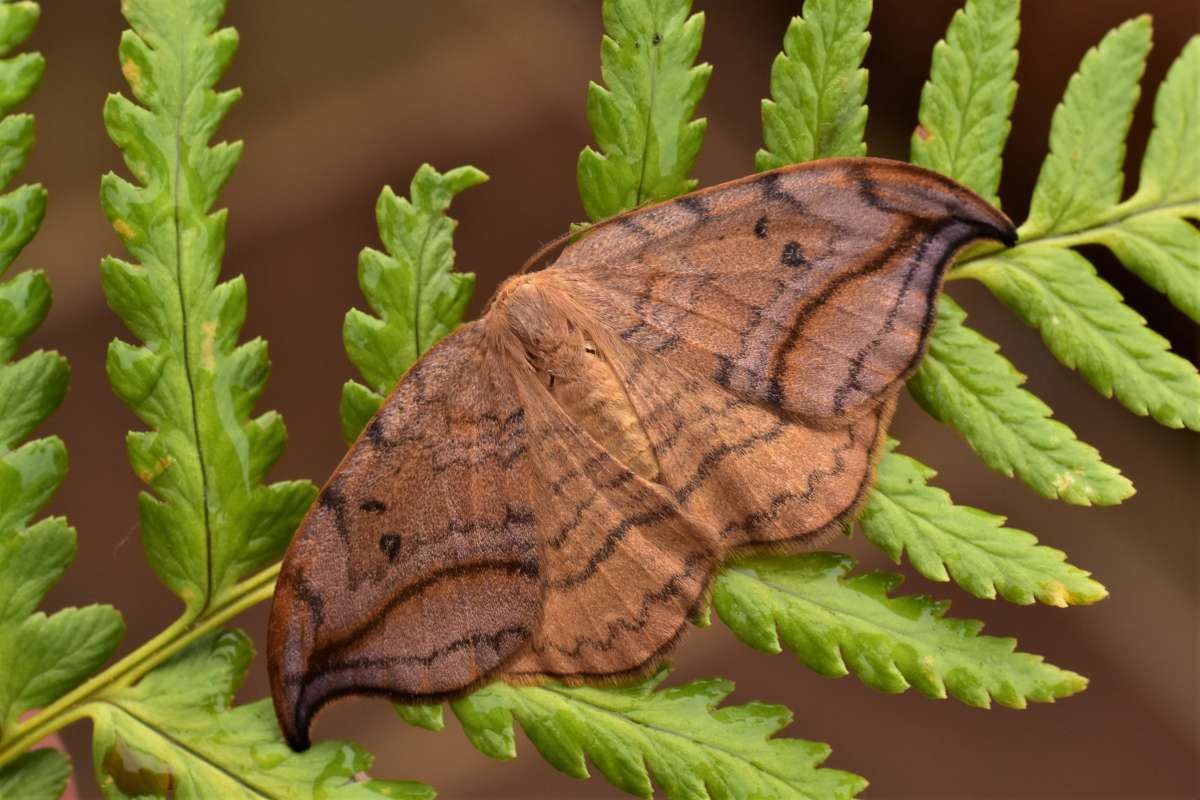 Dusky Hook-tip (Drepana curvatula) photographed in Kent by Antony Wren