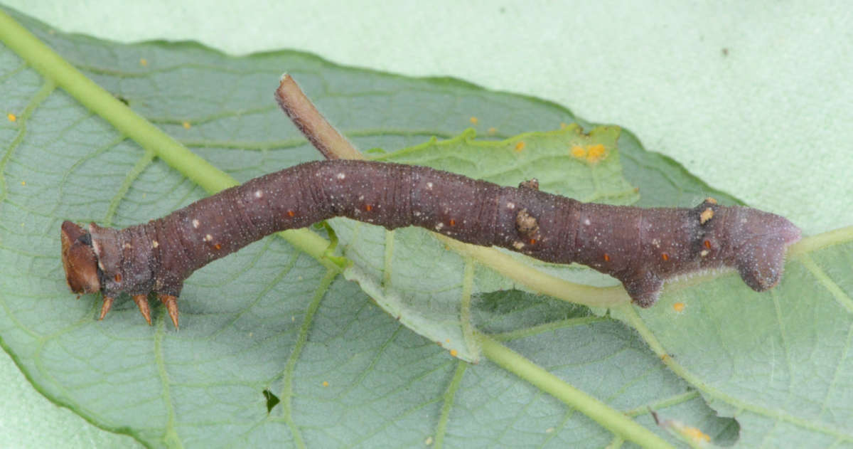 Peppered Moth (Biston betularia) photographed at Longbeech Wood  by Alan Stubbs 