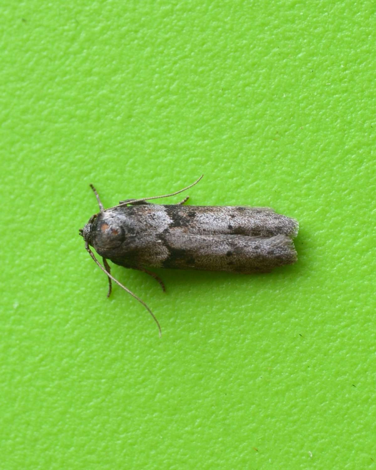  (Blastobasis glandulella) photographed at Seabrook by Paul Howe
