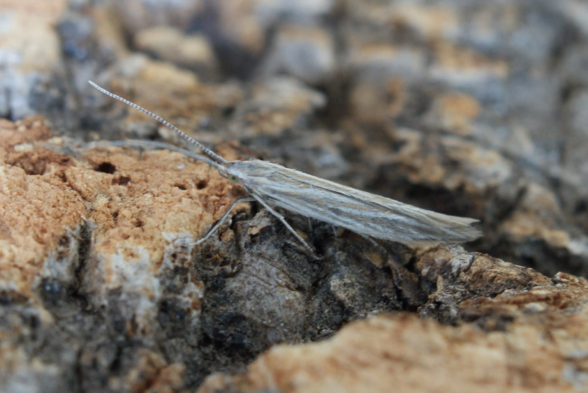 Pale Thistle Case-bearer (Coleophora peribenanderi) photographed at Oare Marshes  by Dave Shenton