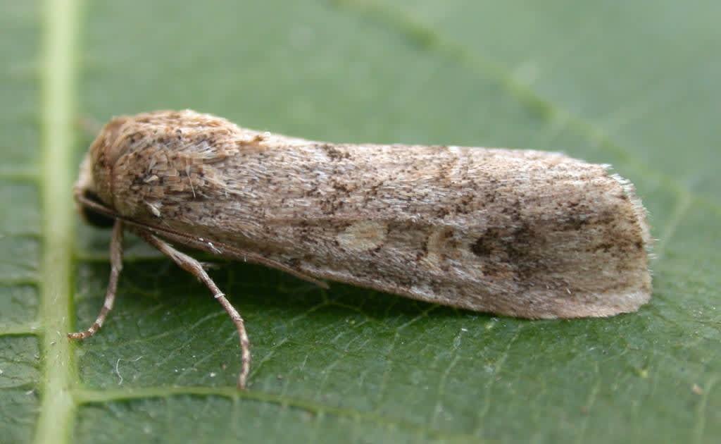 Small Mottled Willow (Spodoptera exigua) photographed in Kent by Ian Roberts