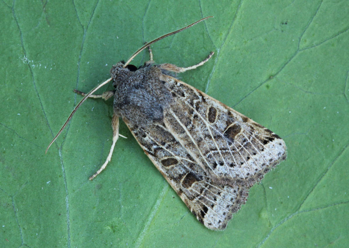 Lunar Underwing (Omphaloscelis lunosa) photographed in Kent by Peter Maton 