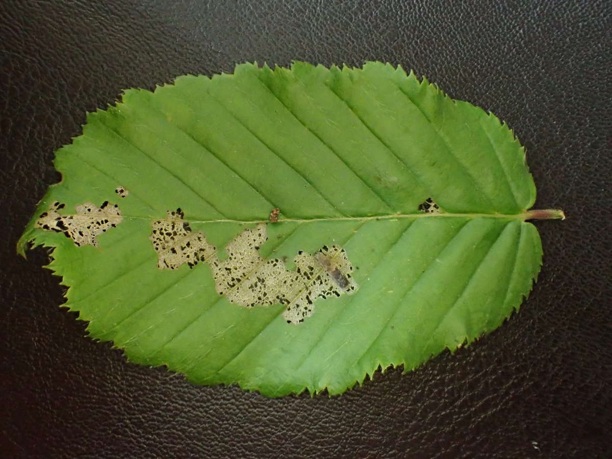 Scarce Wood Case-bearer (Coleophora currucipennella) photographed at Dering Woods by Dave Shenton 