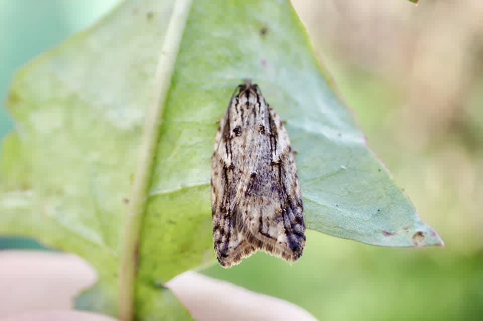 Dark-streaked Button (Acleris umbrana) photographed in Kent by Oliver Bournat 