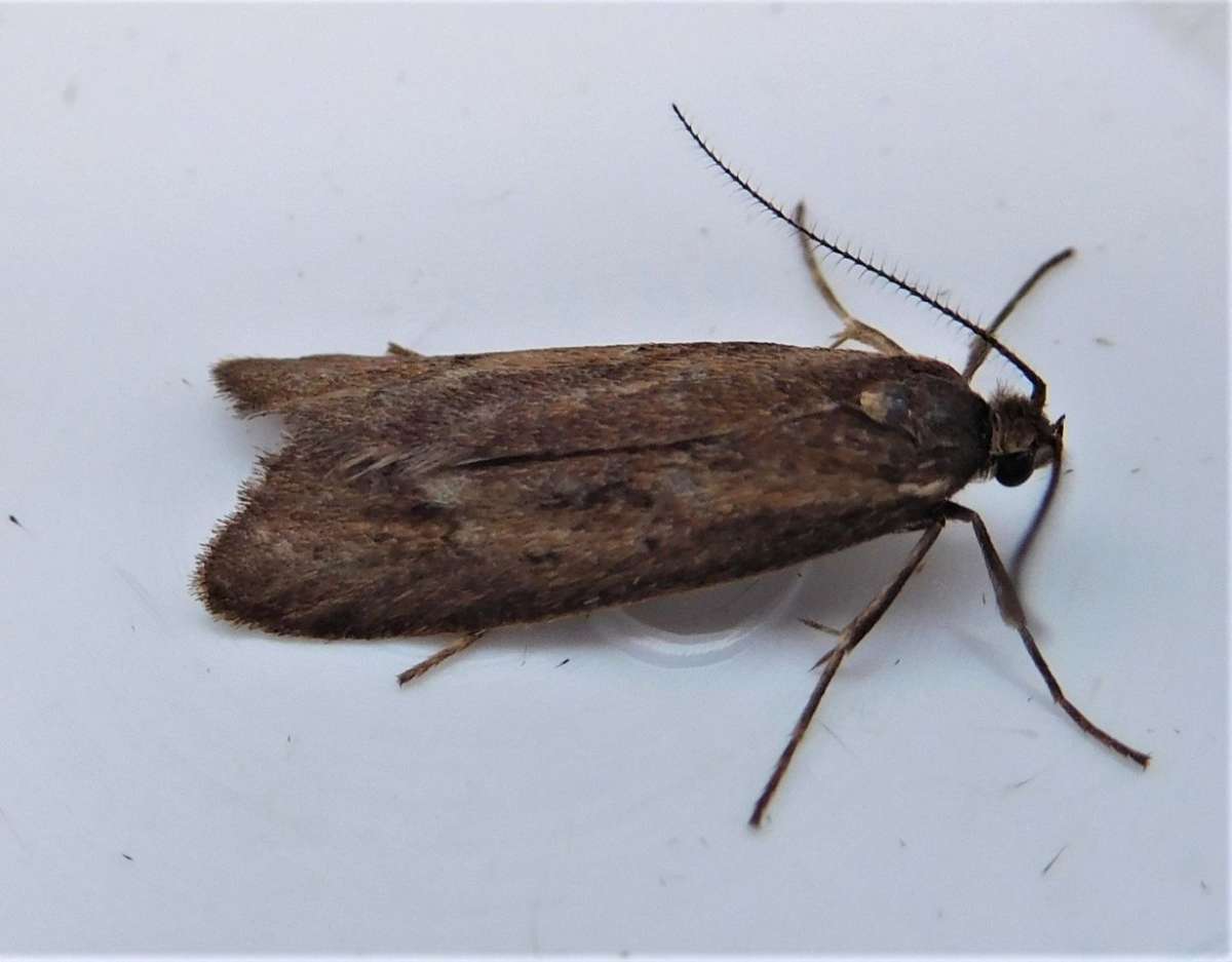 November Tubic (Diurnea lipsiella) photographed in Kent by John Dale 