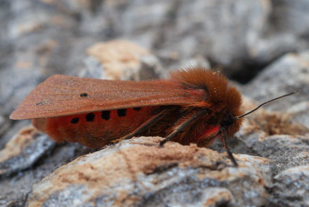 Ruby Tiger (Phragmatobia fuliginosa) photographed at Aylesham  by Dave Shenton 