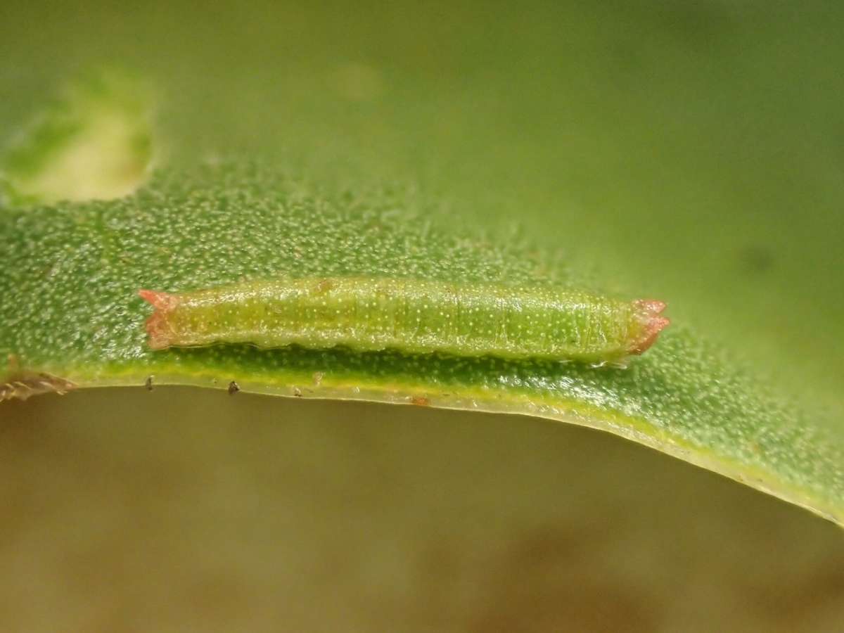 Saltmarsh Plume (Agdistis bennetii) photographed at Oare Marshes  by Dave Shenton 