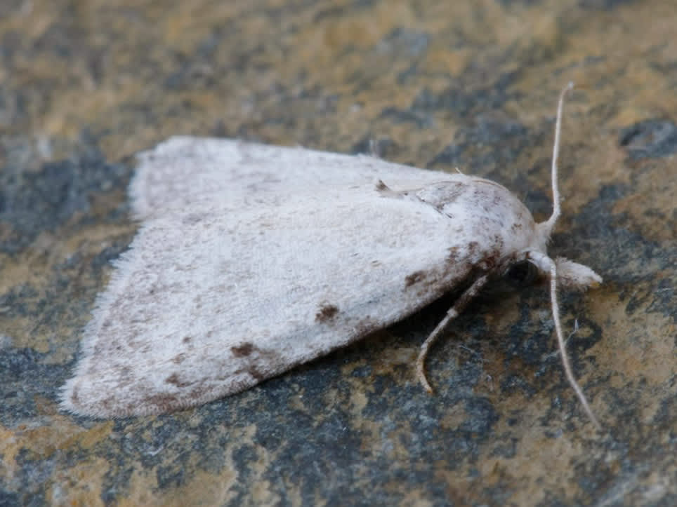 Scarce Black Arches (Nola aerugula) photographed in Kent by David Beadle 