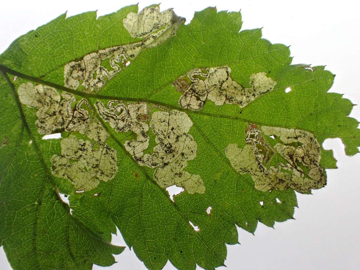 Dewberry Pigmy (Ectoedemia rubivora) photographed in Kent by Dave Shenton 