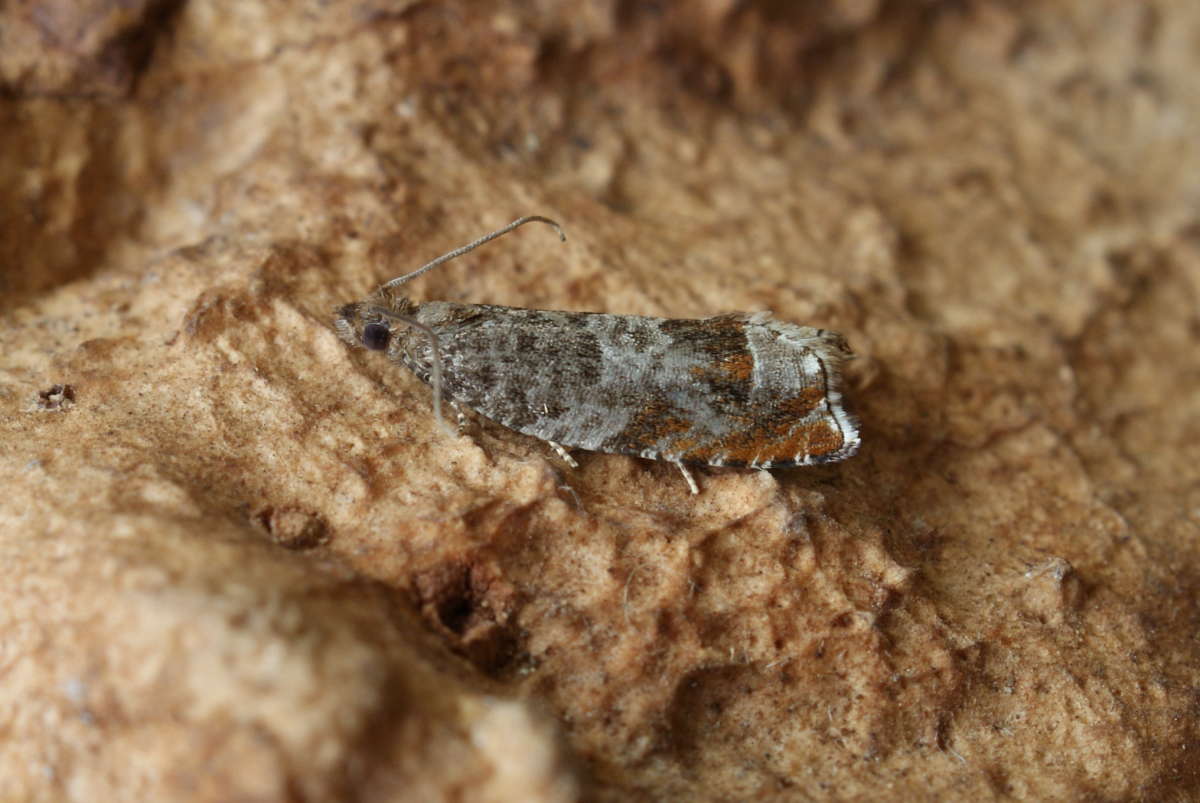 Triangle-marked Roller (Ancylis achatana) photographed at Aylesham  by Dave Shenton 