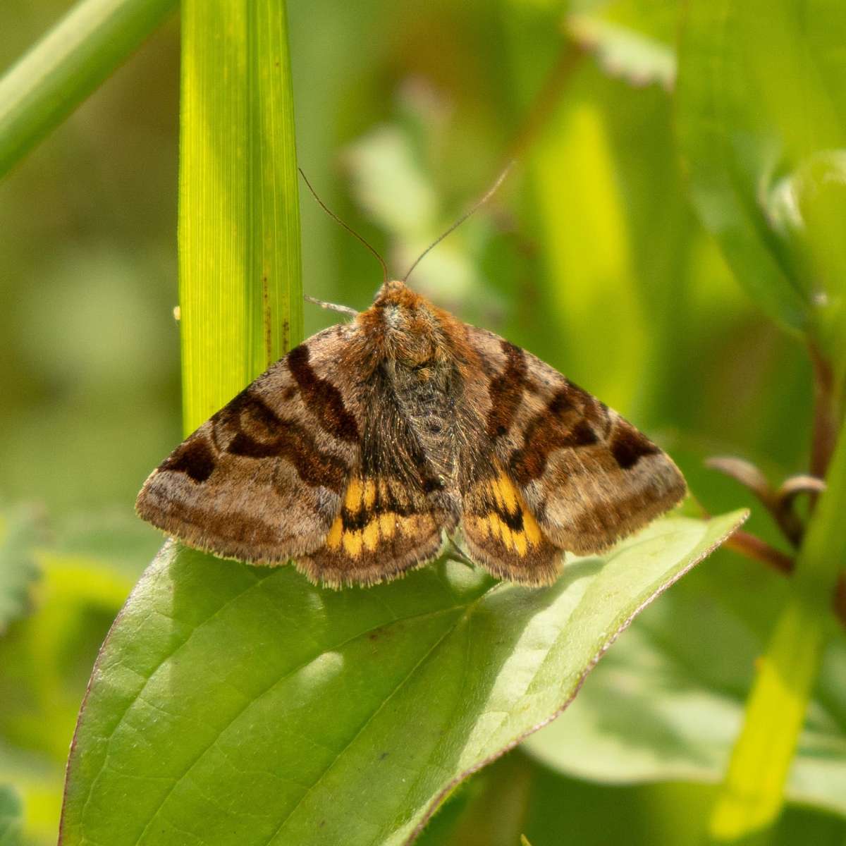 Burnet Companion (Euclidia glyphica) photographed in Kent by Jonathan Dodds