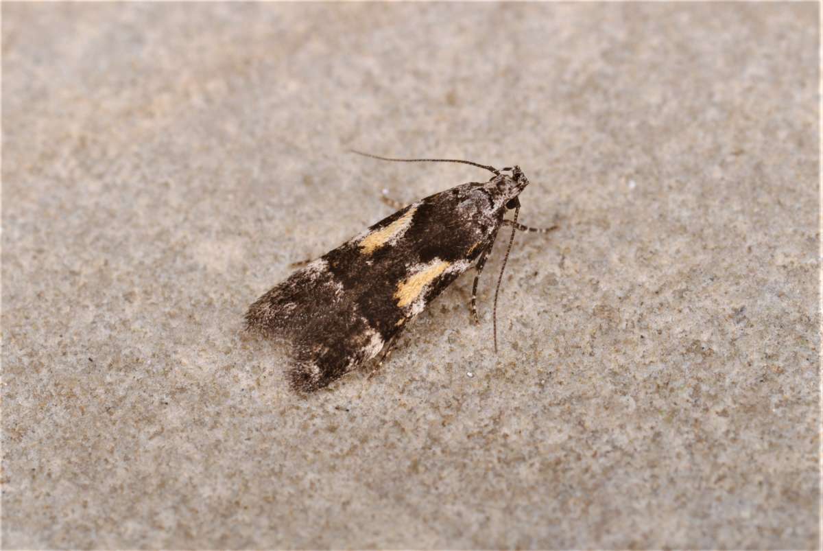 Crescent Groundling (Teleiodes luculella) photographed in Kent by Antony Wren