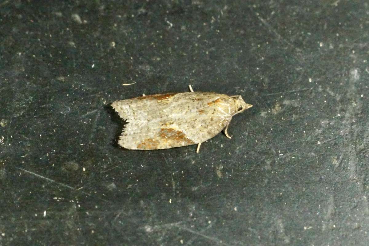 Dark-triangle Button (Acleris laterana) photographed at Denne Hill Farm  by Dave Shenton 