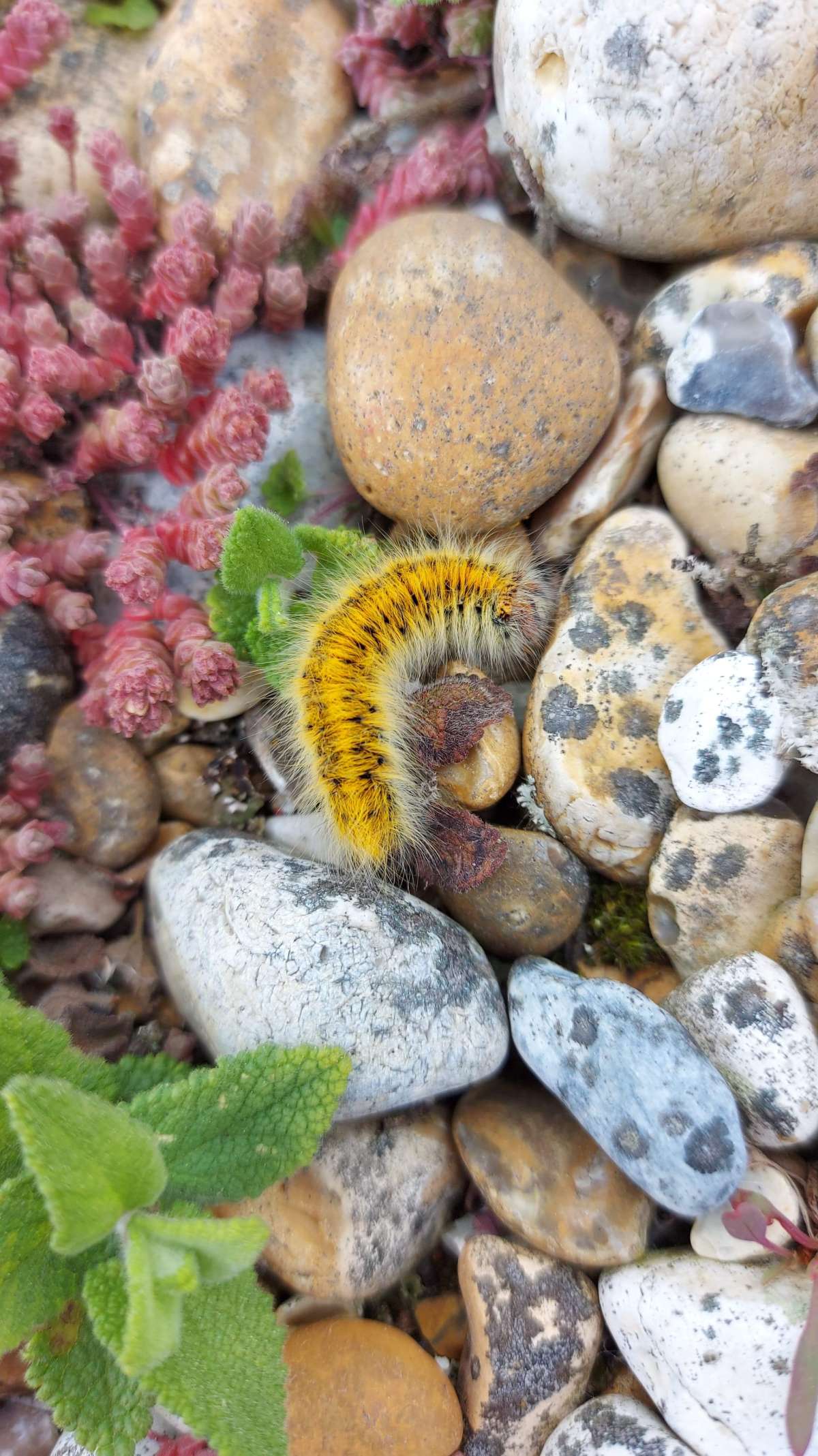 Grass Eggar (Lasiocampa trifolii) photographed at Dungeness by Vicky Aitkenhead